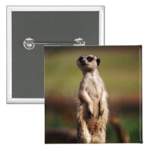 slender-tailed meerkat pin
