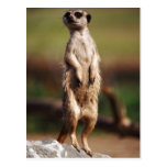 slender-tailed meerkat postcards