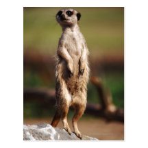 slender-tailed meerkat postcards