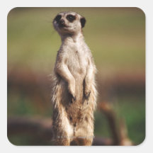 slender-tailed meerkat sticker