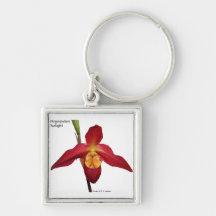 Slipper orchid - Phragmipedium keychain