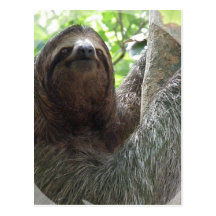 Sloth Photo Design Postcard