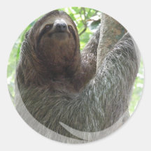 Sloth Photo Design Sticker
