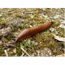 Slug Red Photo Sculpture