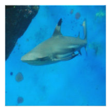 Small Black Tipped Shark Announcement
