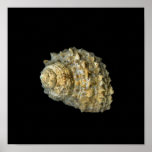 small sea shell poster