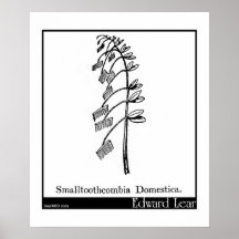 Smalltoothcombia Domestica. Poster