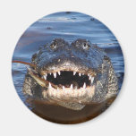 Smiling Crocodile Fridge Magnets