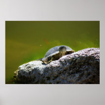 Smiling Turtle Posters