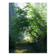 Smokey Paths Trails Forests Woods Post Cards