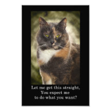 Smug Kitty - Do What You Want? Photographic Print