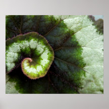 Snail Begonia Leaf Poster