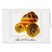 Snail Shell Card