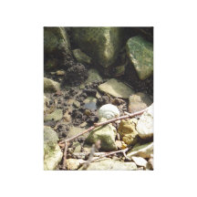 Snail Shell in the Creek Bed Stretched Canvas Prints