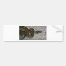 snake 24.jpg bumper sticker