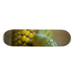 Snake Reptile Skate Deck