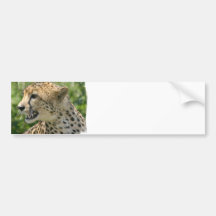Snarling Cheetah Bumper Sticker