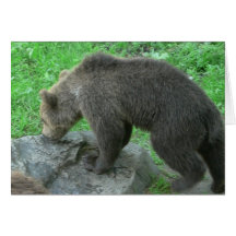 Sniffing Bear Greeting Card