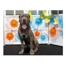 Snoop - Neopolitan Mastiff -3 Postcard