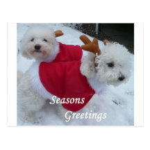 Snow Babys Postcards