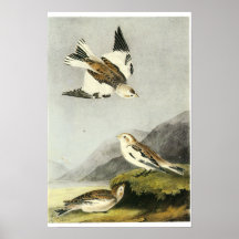 Snow Bunting - John James Audubon Posters
