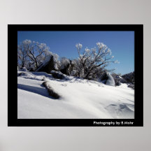 Snow Dusted Trees Posters