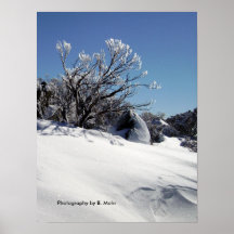 Snow Dusting Print