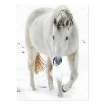 snow horse post card