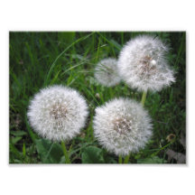 Snow in the summer photograph