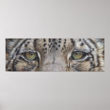 Snow Leopard Eyes Posters