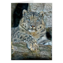 Snow Leopard Following Eyes Greeting Cards