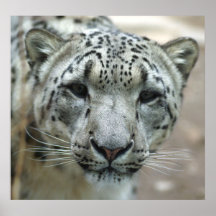 Snow Leopard - Look Into my Eyes Posters