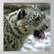 Snow Leopard Print