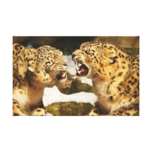 Snow Leopards Canvas Prints