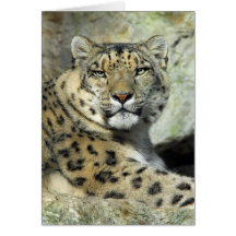 Snow Lepord Portrait Card