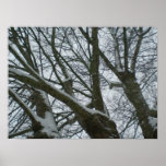 Snow on Trees in winter Print