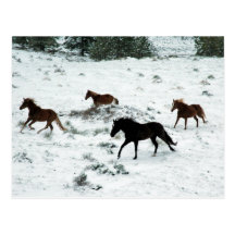 Snow Run Post Card