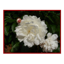 Snow White Peonies Post Card