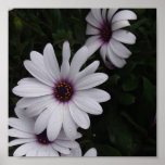 Snowdrift Aster Print