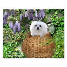 Snowdrop the Maltese Photographic Print