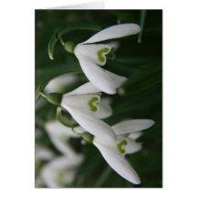 Snowdrops Greeting Cards