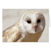 Snowy Barn Owl  Greeting Card