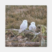 Snowy Owl Couple Magnets
