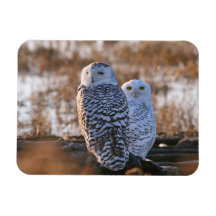 Snowy Owl Couple Vinyl Magnets