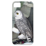 Snowy Owl Design iPhone 5 Cover