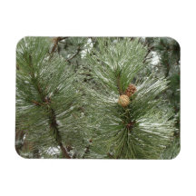 Snowy Pine Cones Flexi Magnet