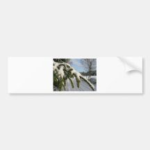 Snowy Spruce Branch Bumper Sticker
