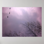 Soaring High  is our nature - Toronto Island Sky Poster