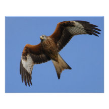 Soaring Red Kite Custom Invitation