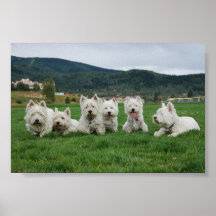 Soccer Westies Print